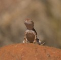 0916-1526 NT Olgas lizard (9161959)